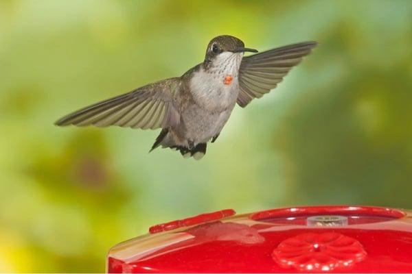 Wild Birds Unlimited