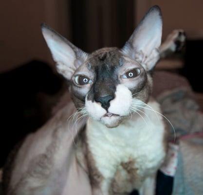 Poochie Promenade Pet Services