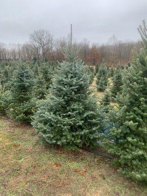 Janke Tree Farm
