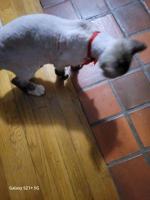 Rodrigues Pet Grooming