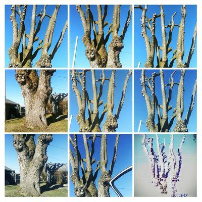 Shane Eric Jarvis Expert Tree Care