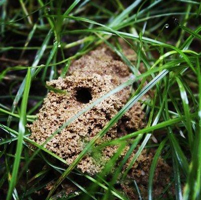 Mario's Pest Control