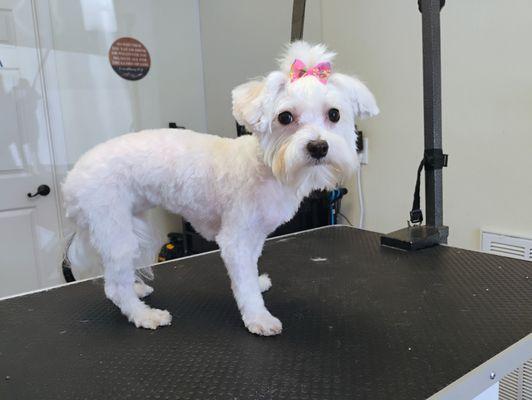 Karen's Grooming & Pet Wash