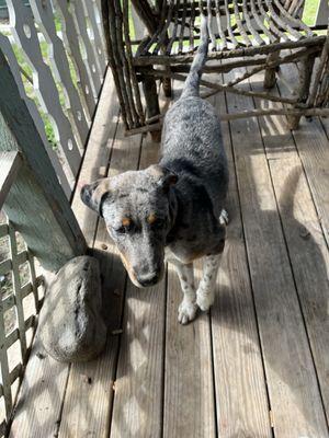 Animal Shelter Volunteers of Texas
