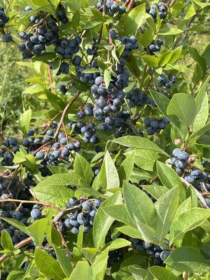 Nooksack Blueberries