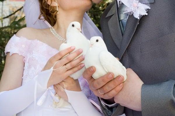 White Dove Release by Nor Cal Loft