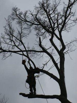 ArborJack's Tree Service