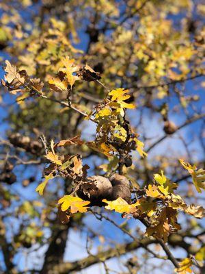 Roasted on an Open Fire