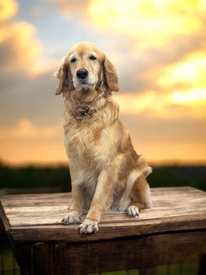 Jeni's Advanced Grooming