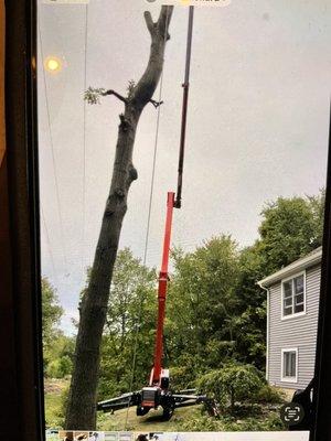 Monster Tree Service of Greater Lansing