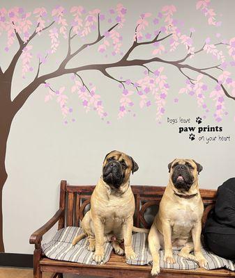 The cutest pup couple in our pup porch. An extra large exam space for extra large patients.