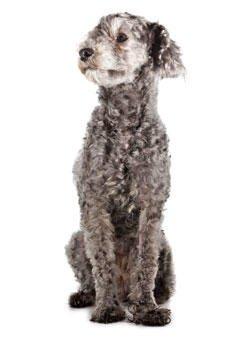Gaithersburg Animal Hospital