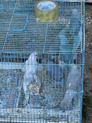 Eleven Acre Flea Market