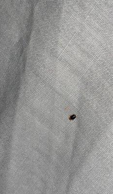 Candlewood Suites Fayetteville-Univ of Arkansas