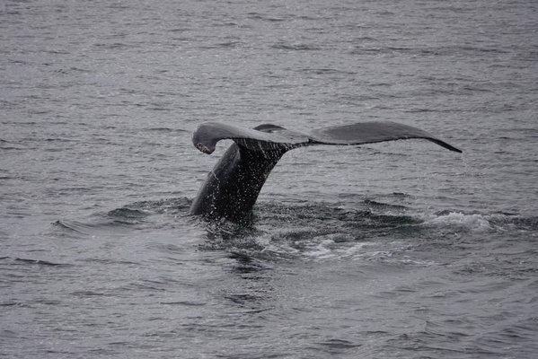 Alaskan Dream Cruises