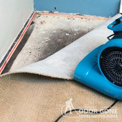 Odor Gone Carpet Cleaning Reseda