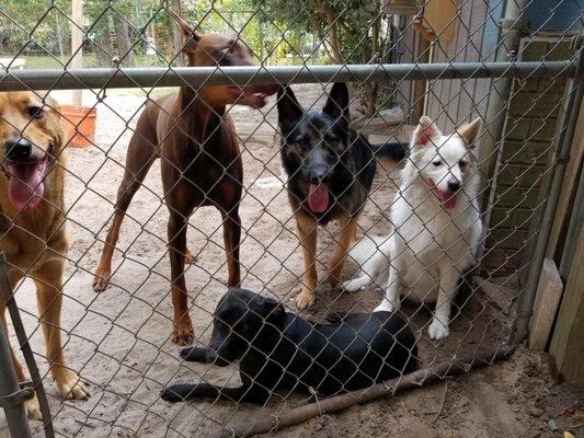 Critter Sit Doggie Daycare