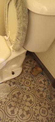 Toilet leak 4 a year now