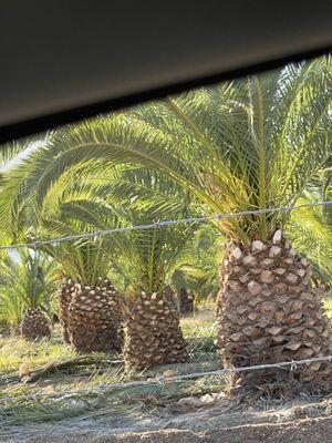 Thony’s Palm Trees