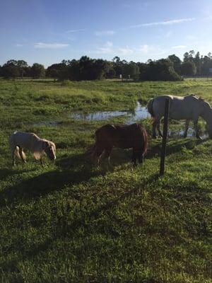 Egret Pointe Condo Association