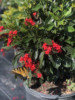 AR Nursery
