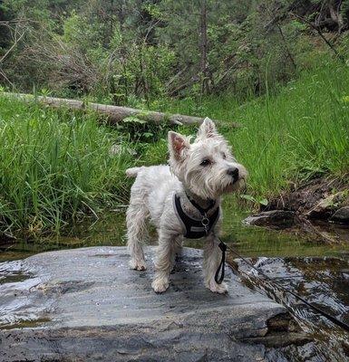 Happy Hounds Dog Training