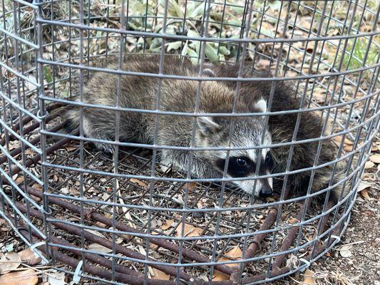 Go Away Pest Control