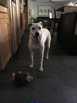 Mallory's K-9's & Kitty's Pet Sitting