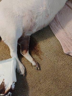 La Cueva Pet Care Center