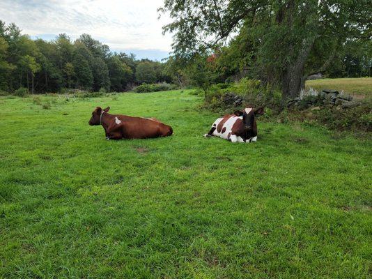 Maplebrook Farmstead