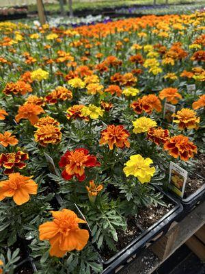 Marigolds