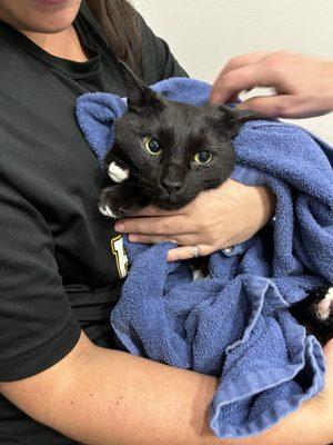 Springfield Veterinary Hospital and Dental Clinic