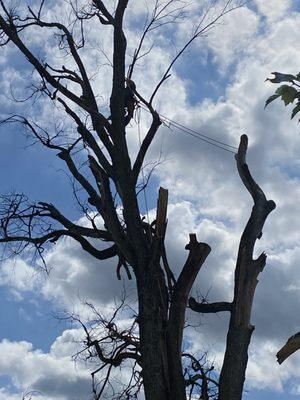 Walker Brothers Tree Service