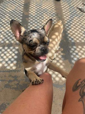 Havasu Valley Dental