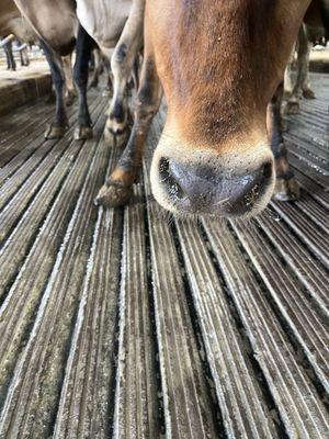 P&D Barn floor Grooving
