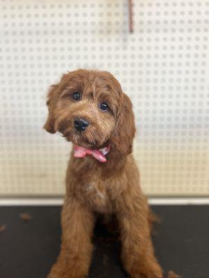 Fritze got the puppy package!