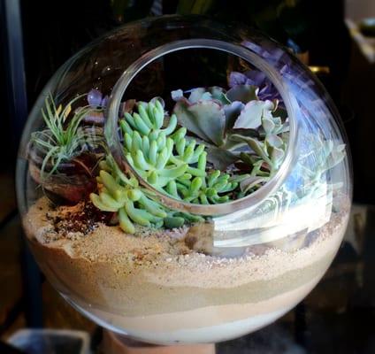 Succulent Garden