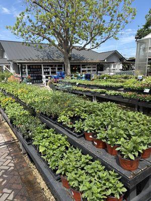 Buchanan's Native Plants