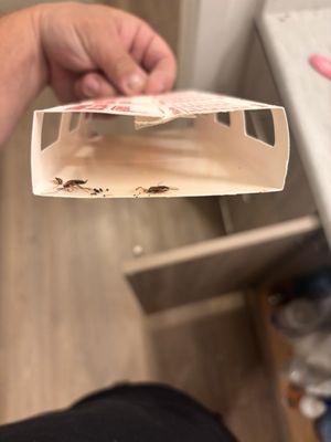 My kids bathroom roach under sink