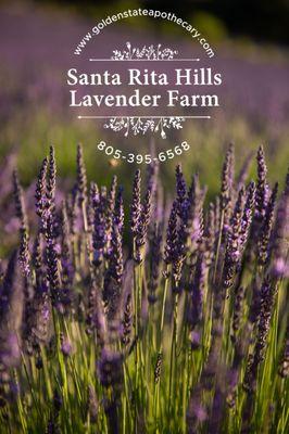 Santa Rita Hills Lavender Farm