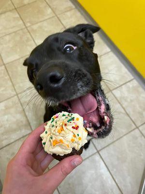 The Valley Pet Resort and Spa