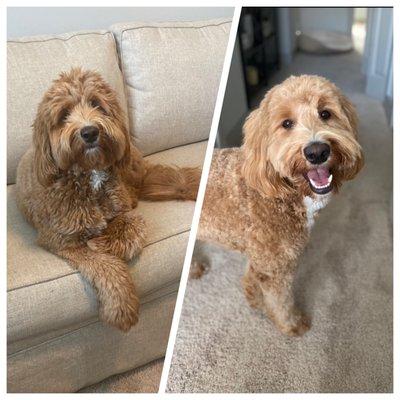 Before and after grooming