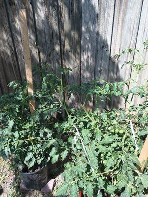 Keyes Company Realtors Corporate Headquarters Dade County Branch