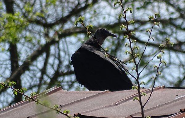 Caesar's Creek Pioneer Village