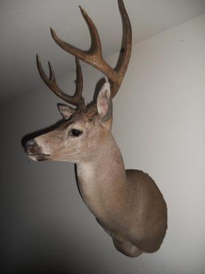 Wingrove Taxidermy