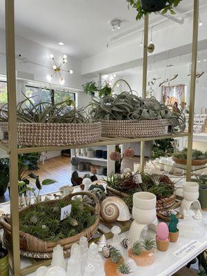 Interior, air plant selection