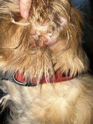 Matting due to ointment because of scalping