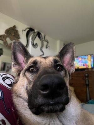 Winchester Area SPCA