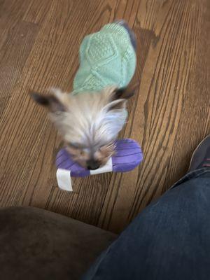 NC State Veterinary Hospital