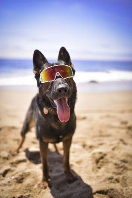 Radiant K9 Training & Walking